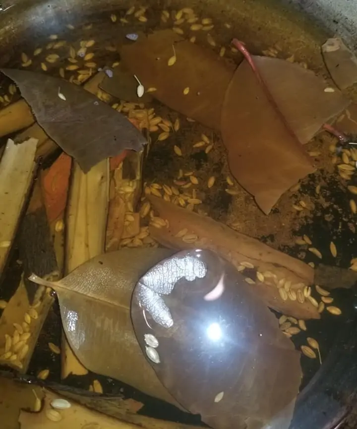 Trini Mauby Bark