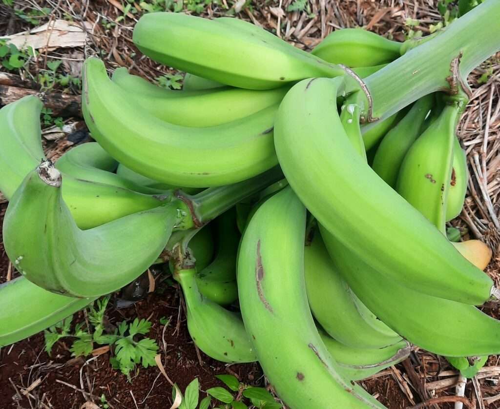 Plantain Porridge