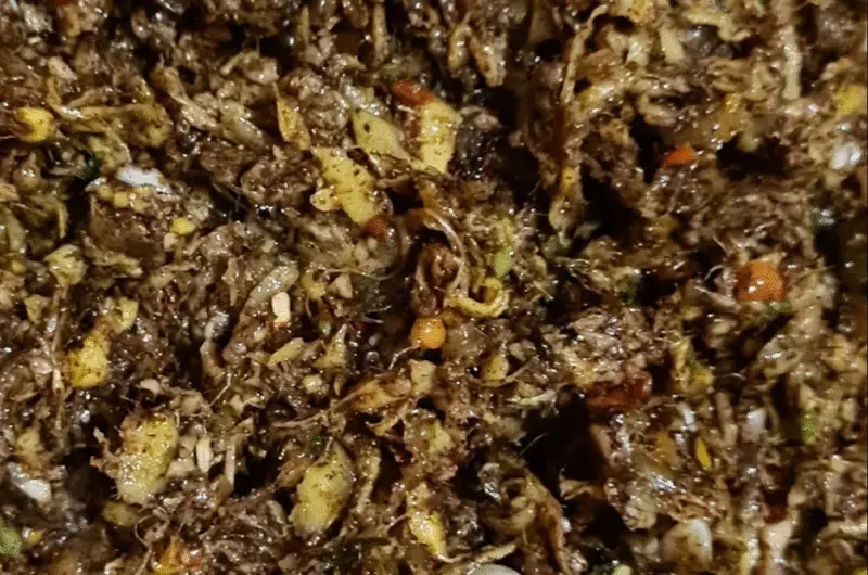 How To Make Spicy Mango Kuchela?